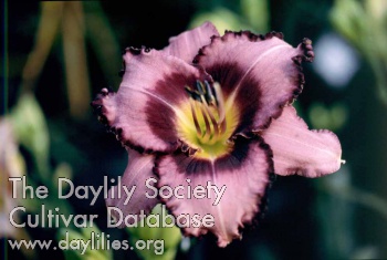 Daylily Color Printed